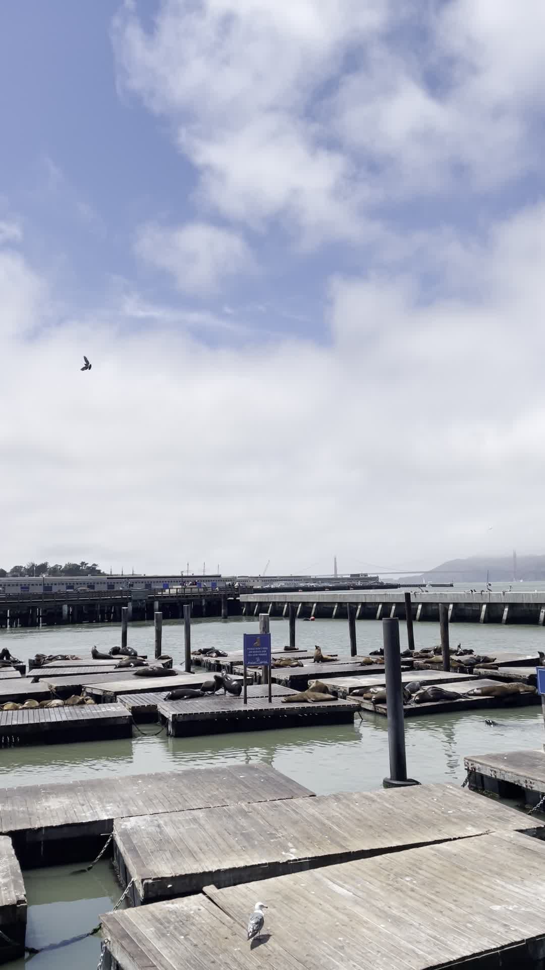Video review of Sea Lions