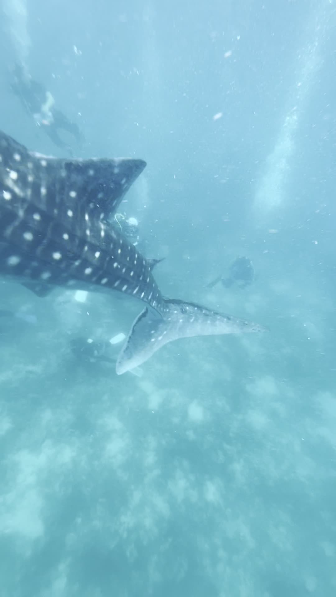 Oslob Whale Shark Watching