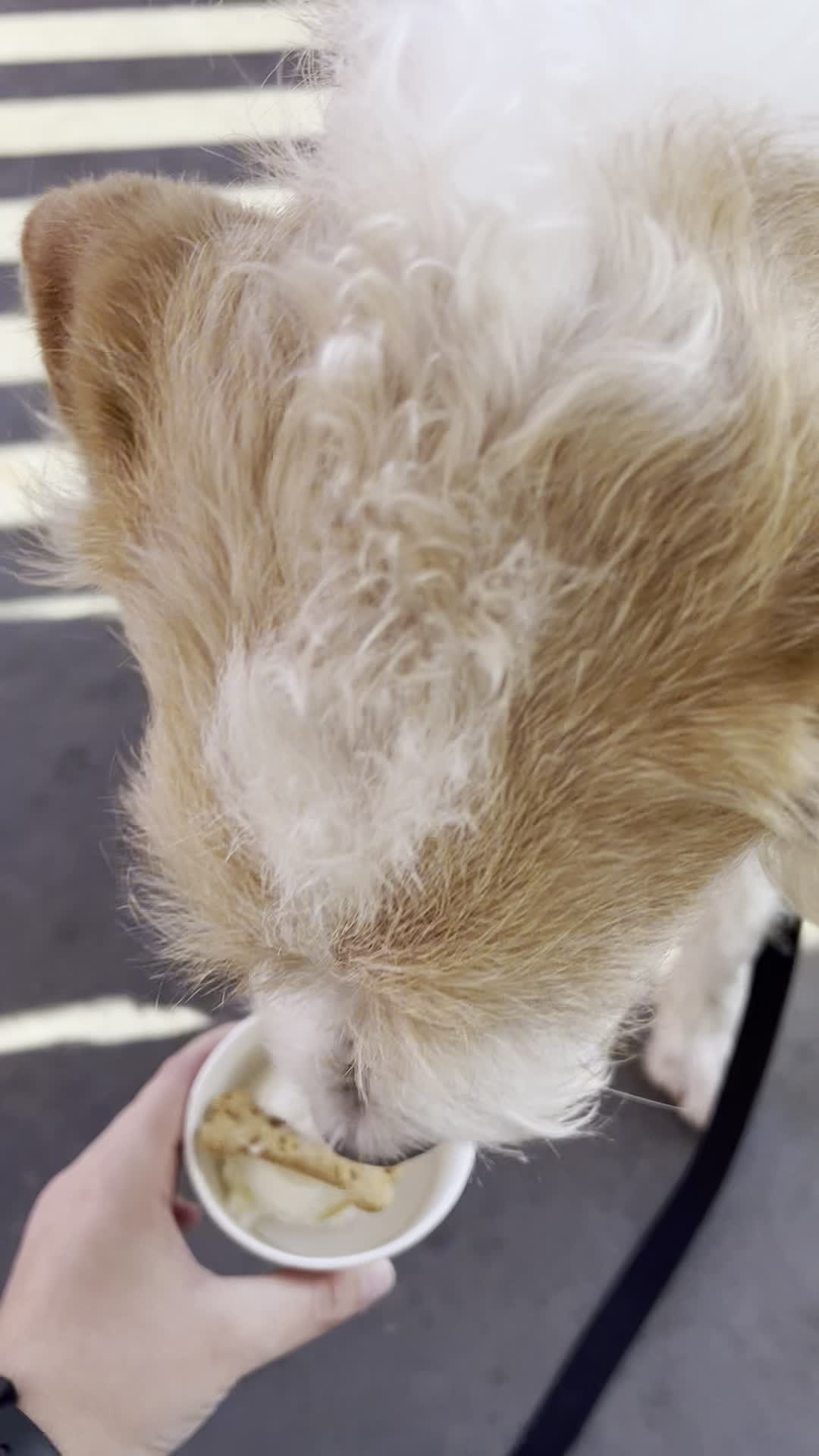 Bruster's Real Ice Cream