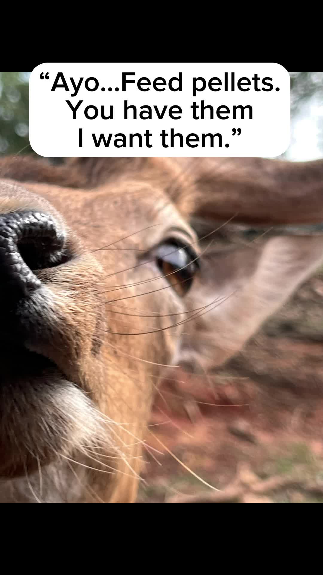 Wild Animal Safari
