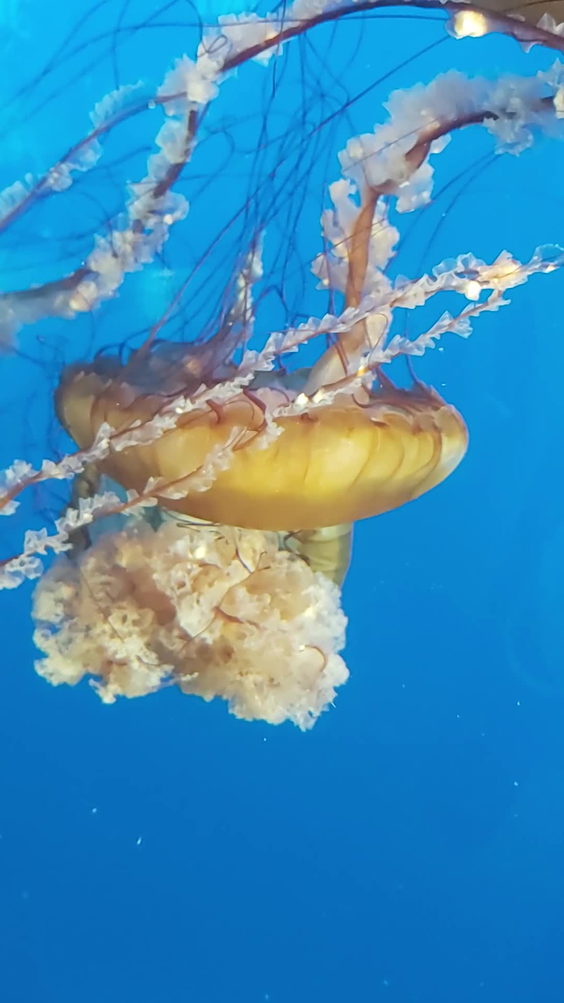 Vancouver Aquarium
