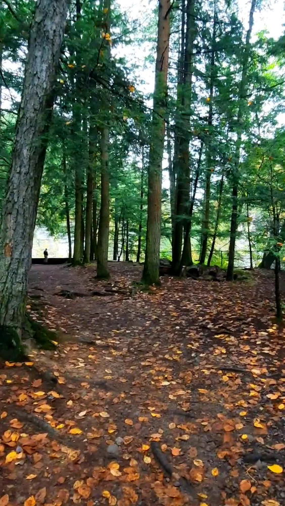 Robert H Treman State Park