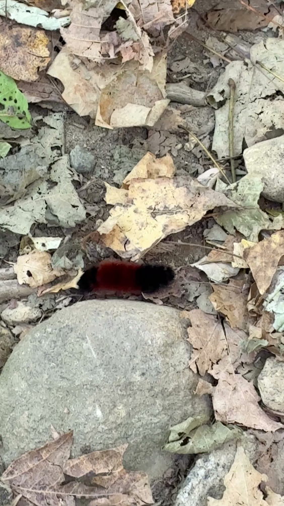 Ramapo Reservation