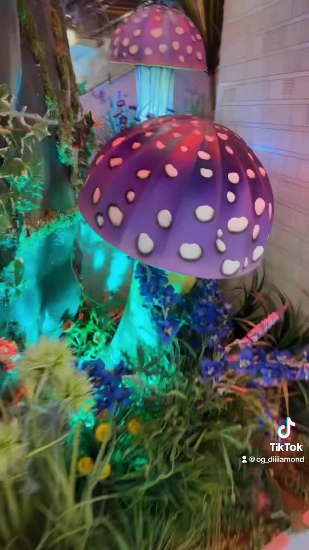 Rock & Brews San Manuel