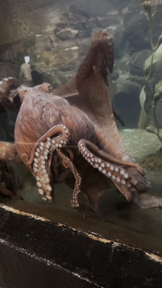 Seaside Aquarium