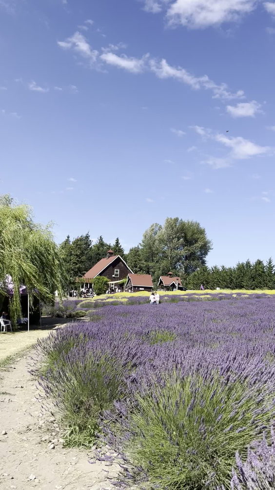 Purple Haze Lavender Gift Shop
