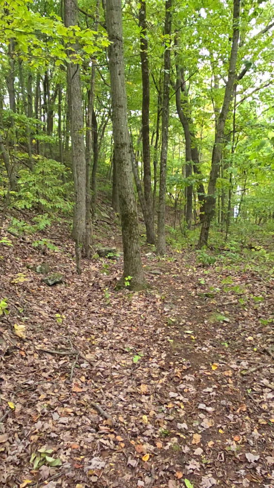 Pettus Hill Preserve