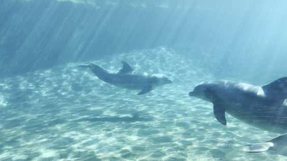 Dolphin Cove Underwater Viewing