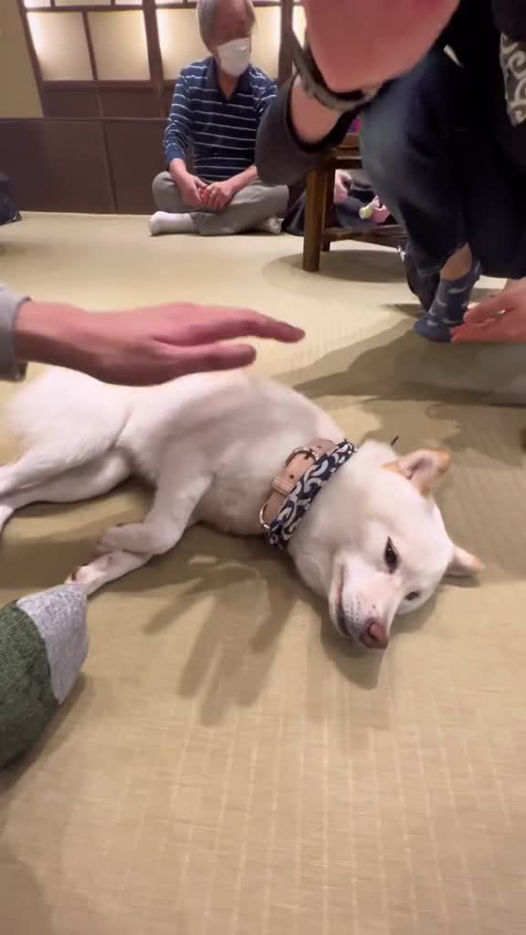 Harajuku Mame Shiba Cafe