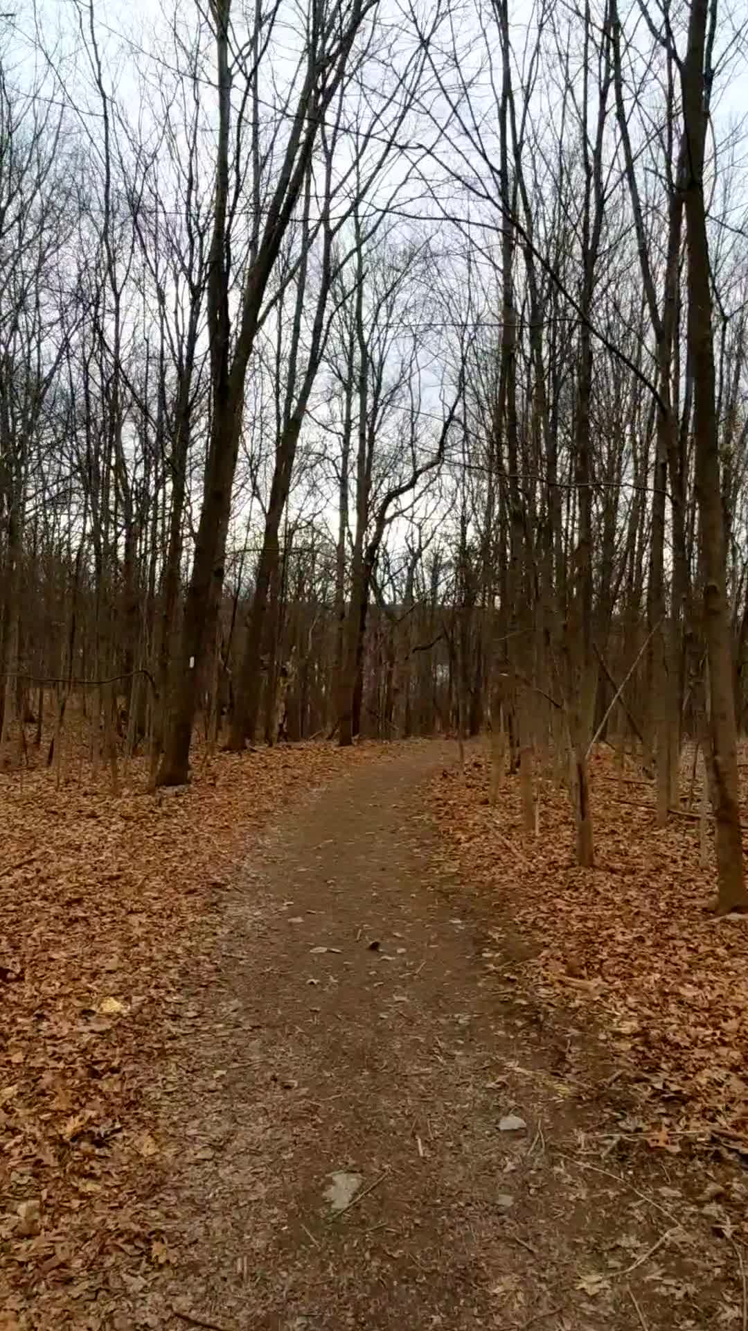 Sims-Jennings Preserve at Cayuga Cliffs