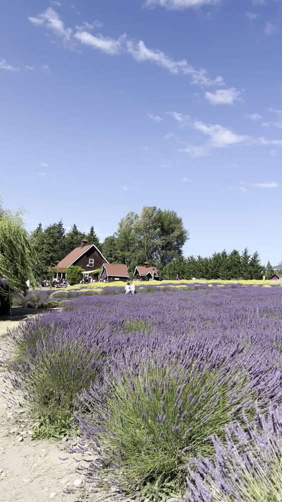 Purple Haze Lavender Gift Shop