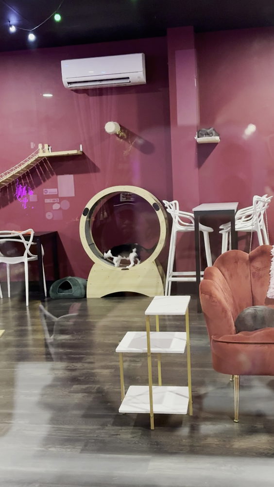 Tally Cat Cafe