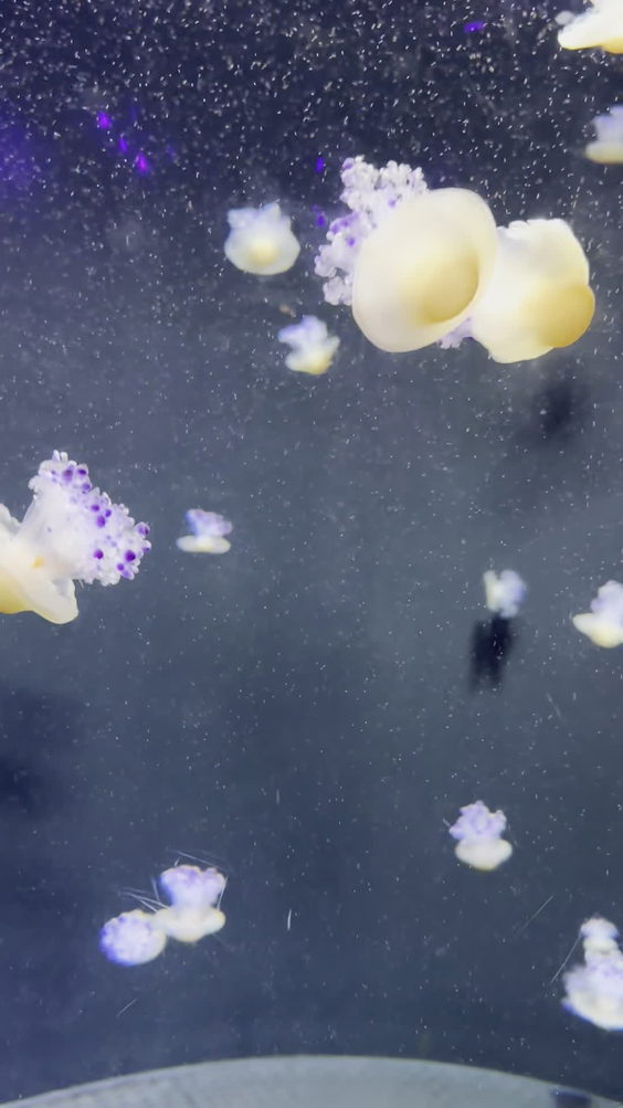 Sea Life Aquarium