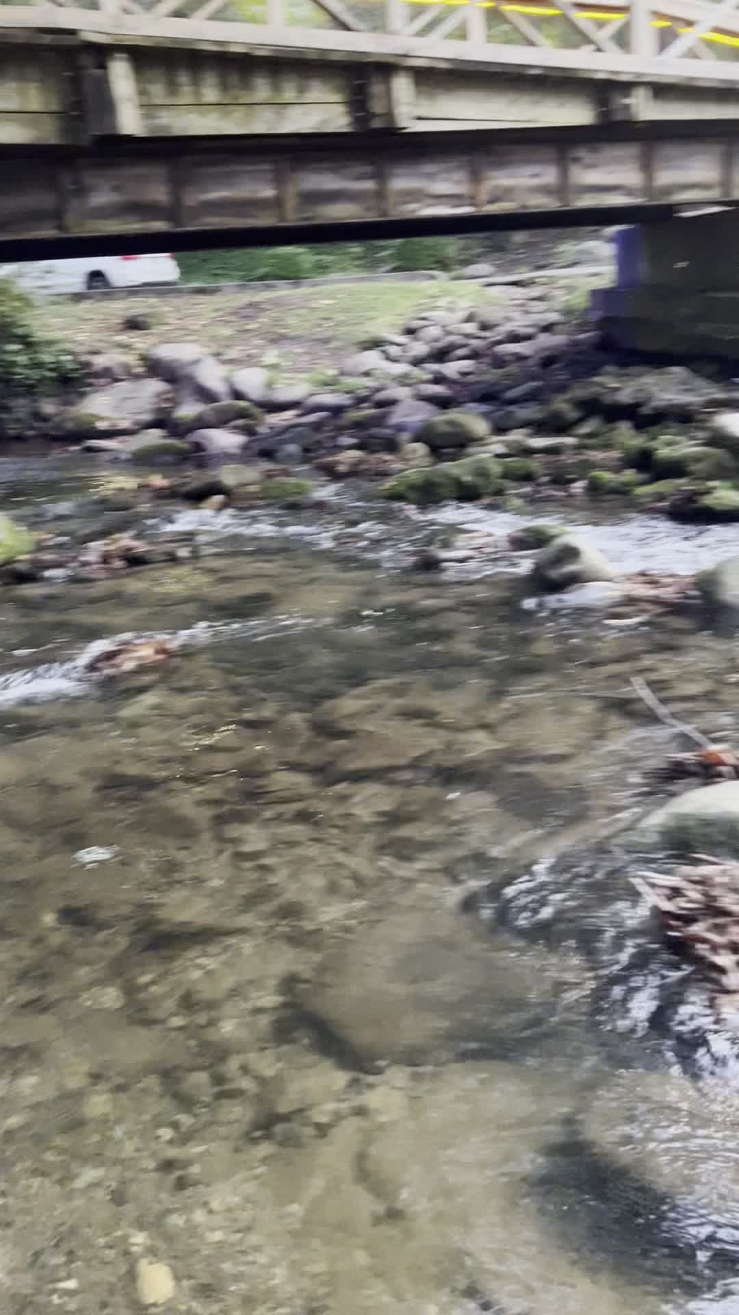 Video review of Smoky Mountain Brewery