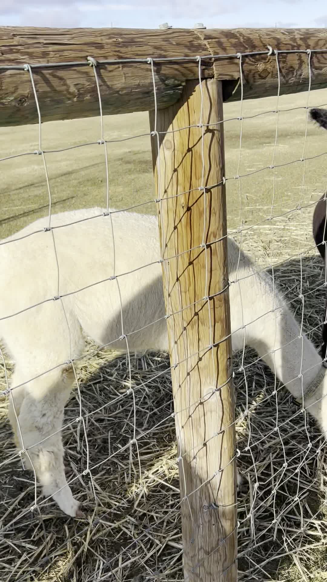 The Alpaca Boutique