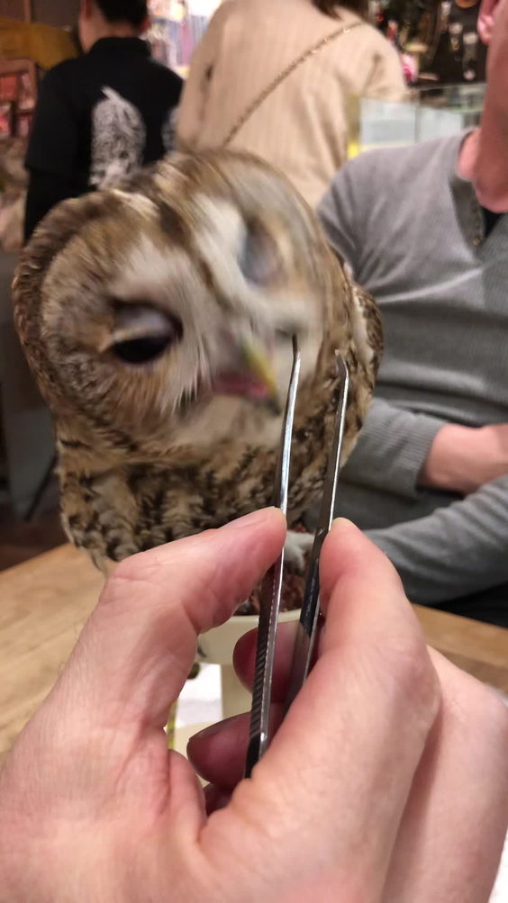 鳥のいるカフェ
