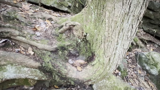 rocks