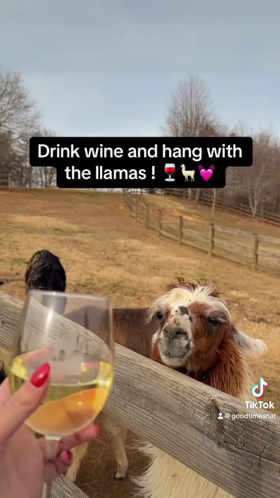 Divine Llama Vineyard