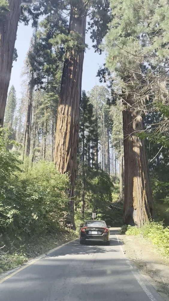 Sequoia National Park