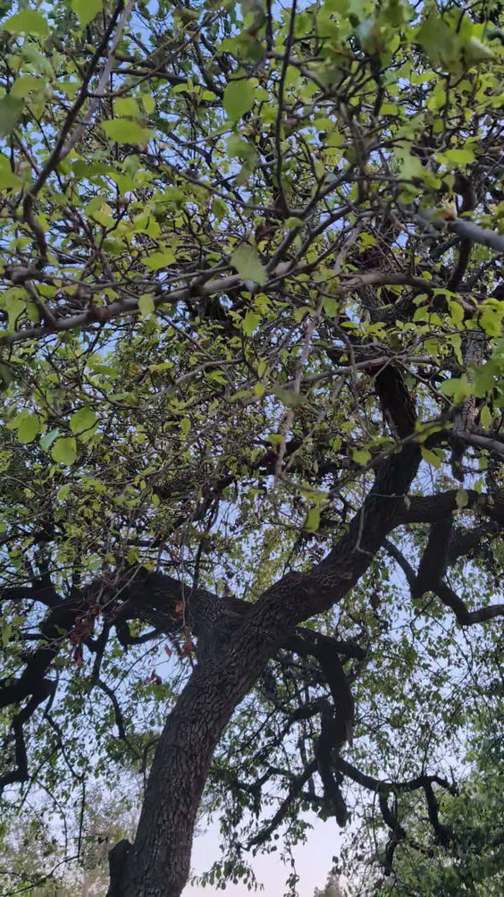 Whittier Narrows Regional Park