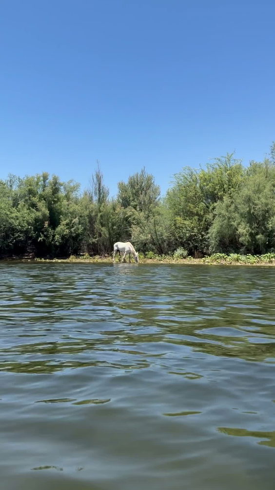 Salt River Tubing Recreational & Shuttle Services