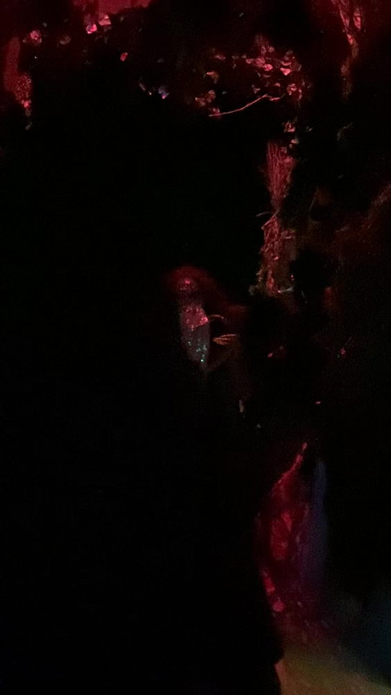 House of Eternal Return, Meow Wolf