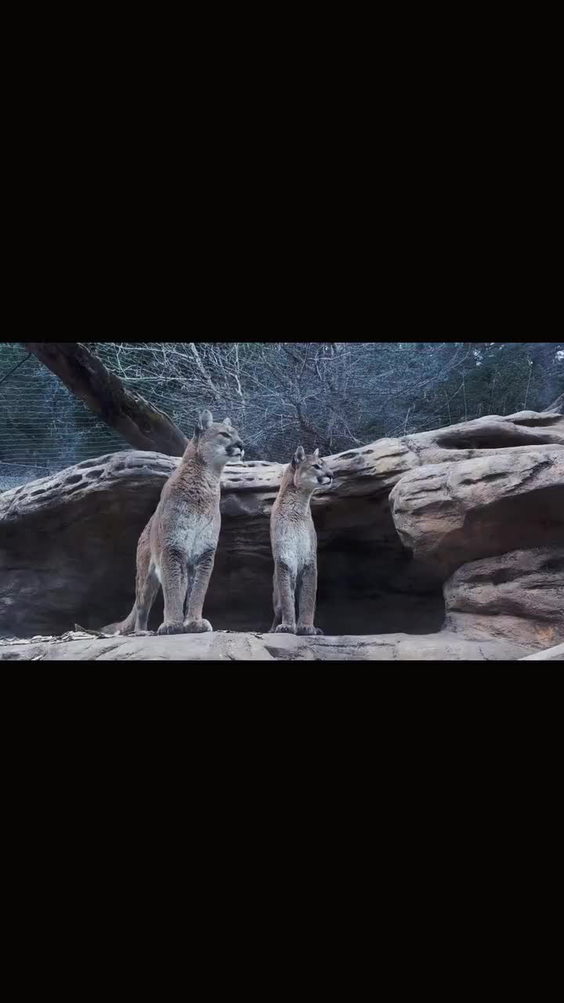 Cheyanne Mountain Zoo