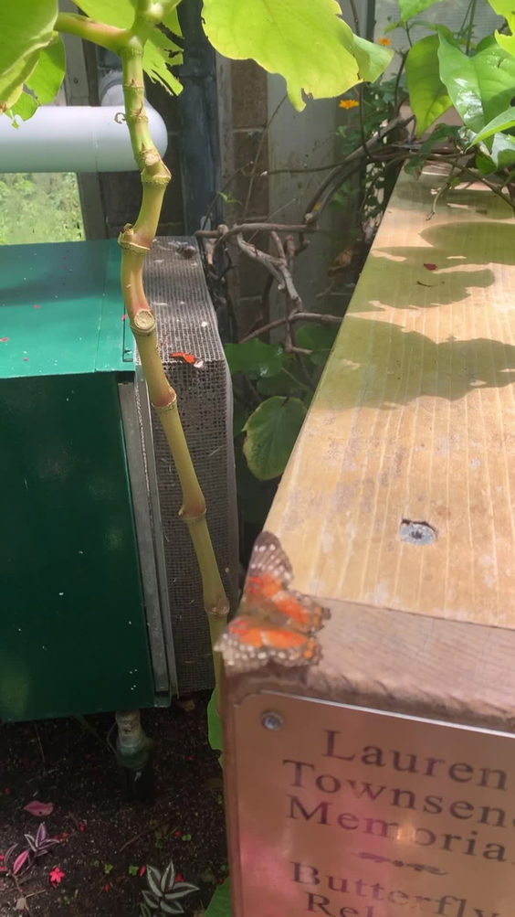 Butterfly Pavilion