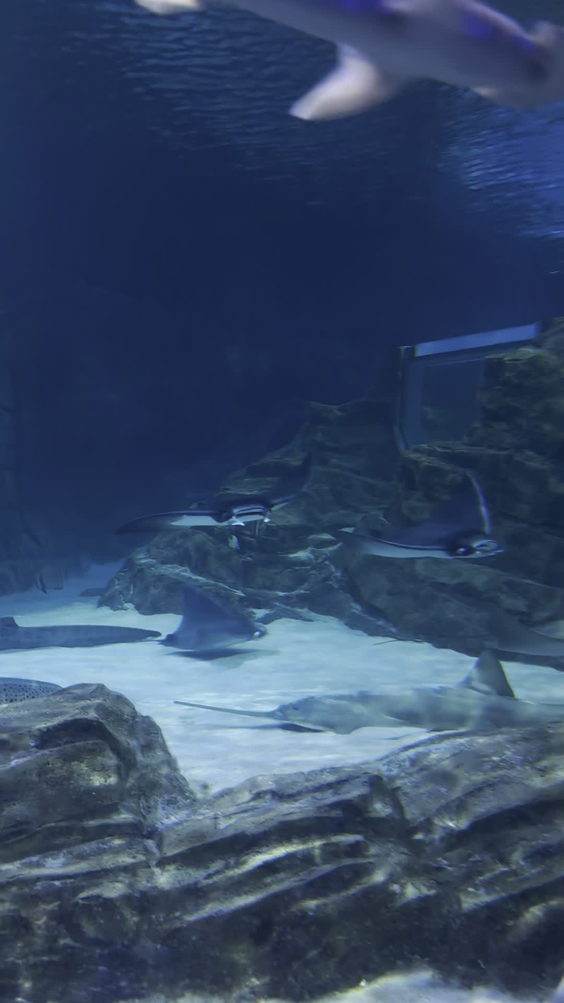 Manta Aquarium