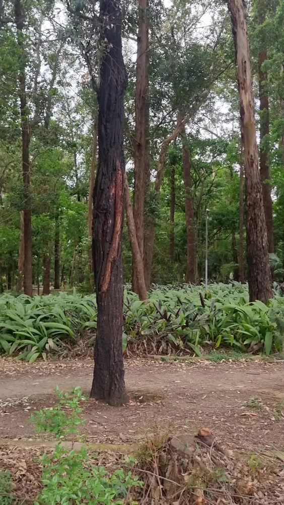 Parque Ibirapuera
