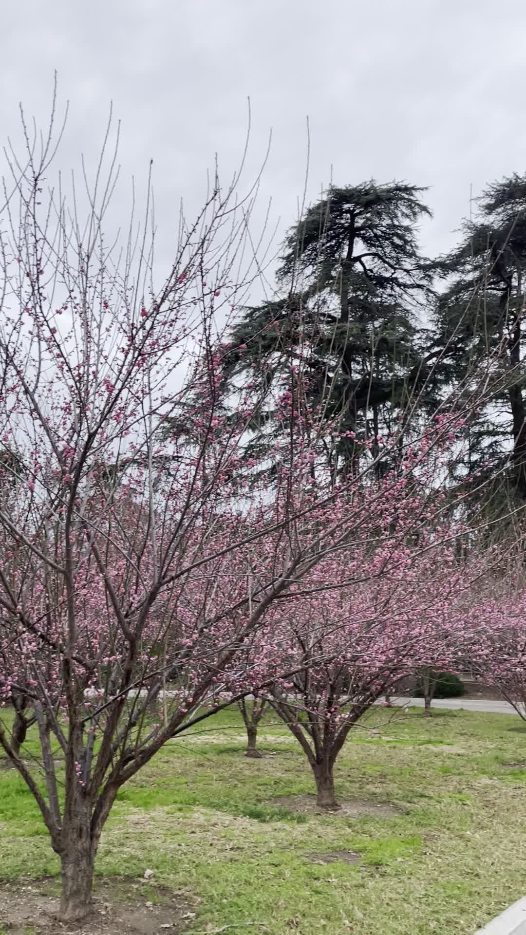 The Huntington Library, Art Collections, and Botanical Gardens