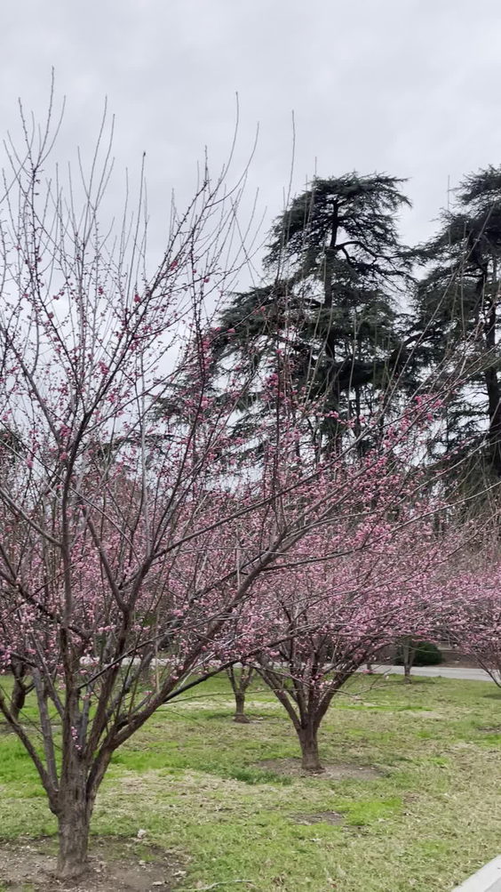 The Huntington Library, Art Collections, and Botanical Gardens
