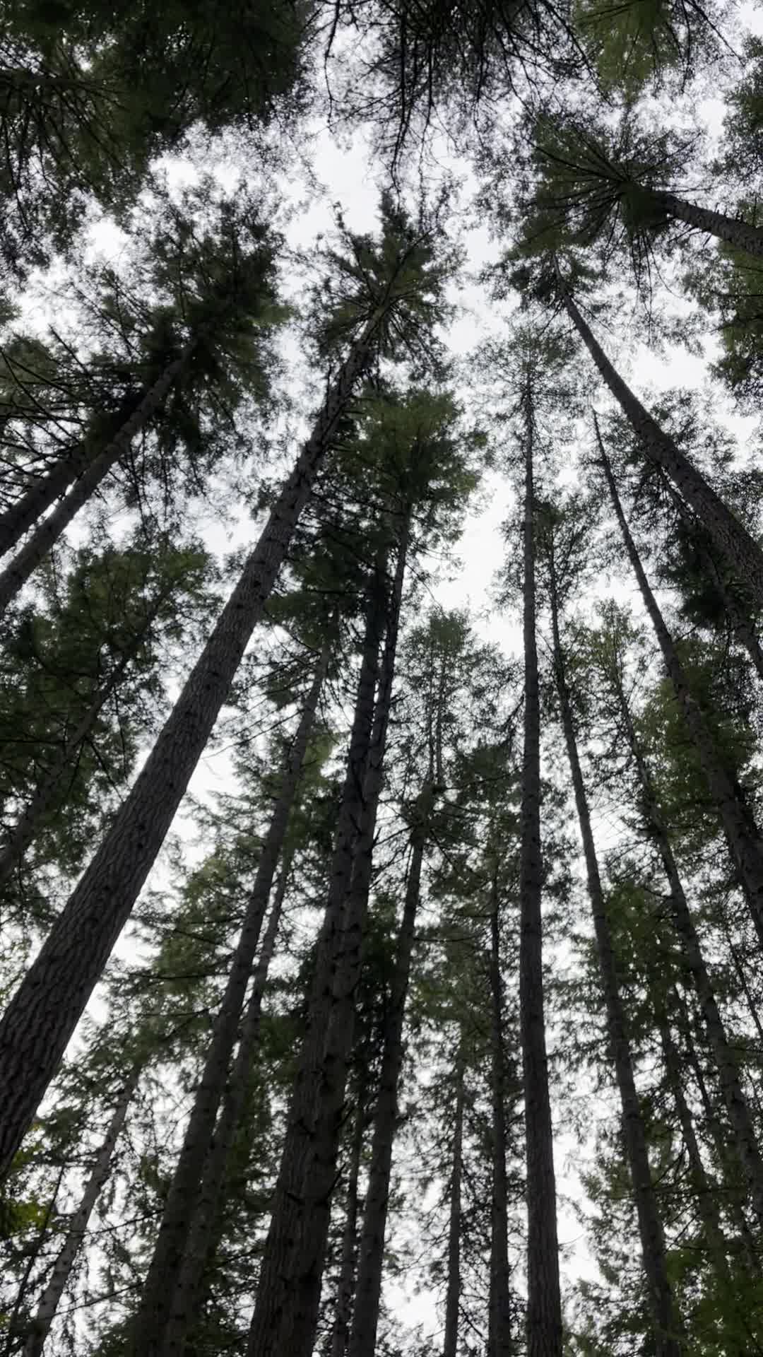 Grand Forest Park West