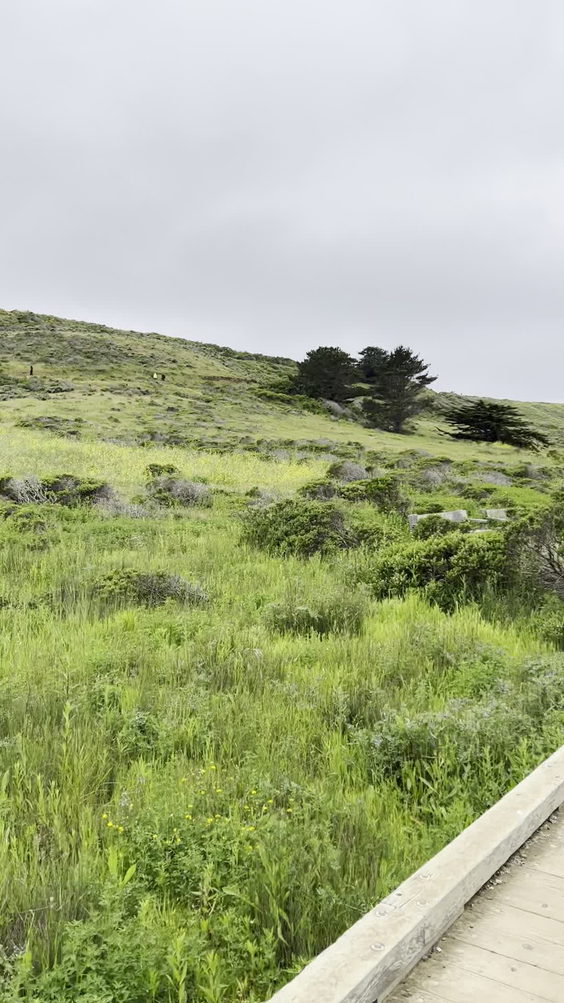 Mori Point