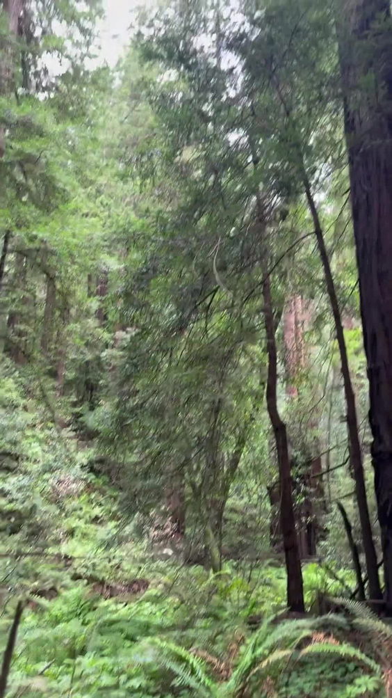 Muir Woods National Monument