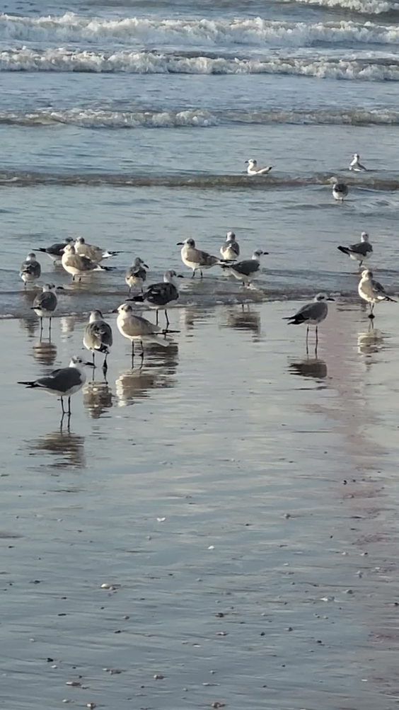 Crystal Beach, Tx