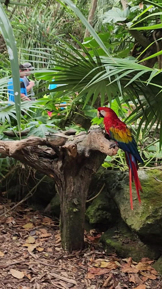 Xcaret