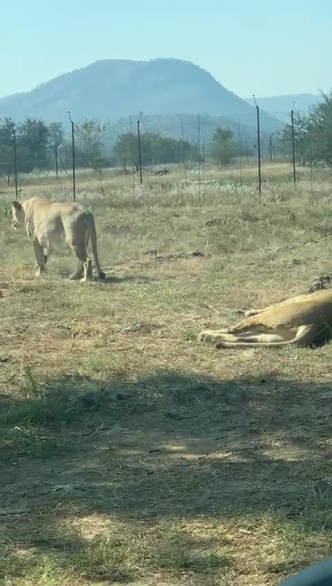 Lion & Safari Park