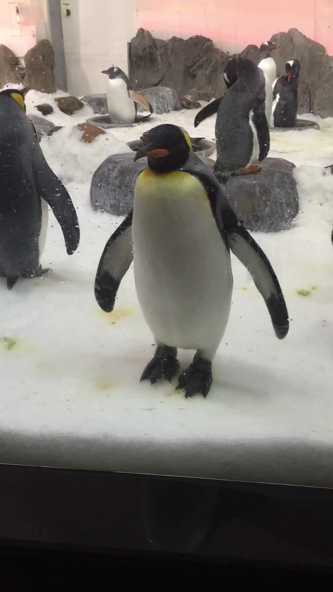 Sea life melbourne aquarium