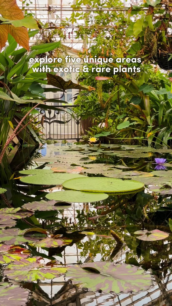 Conservatory of Flowers