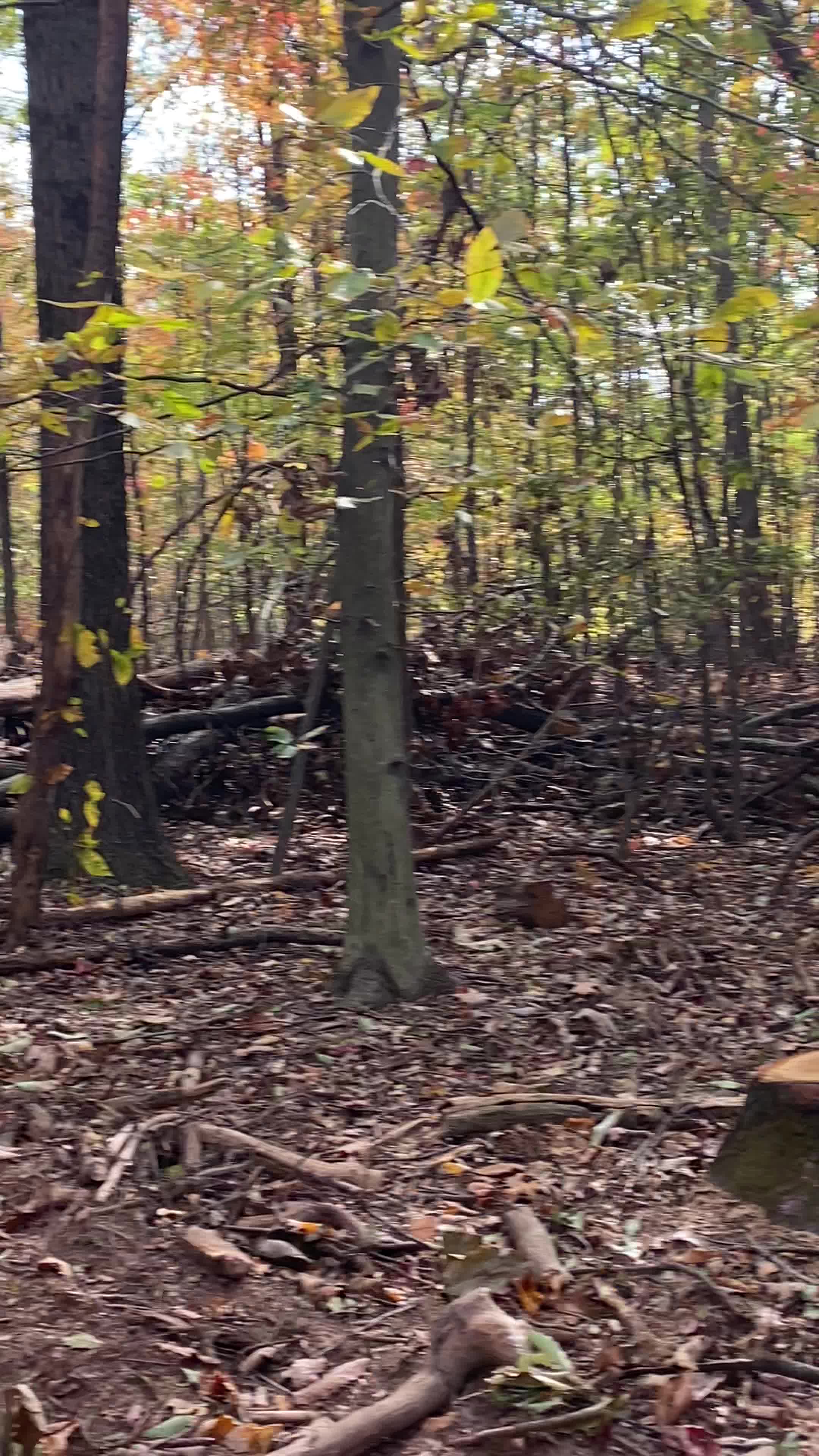 Four Star Family Restaurant