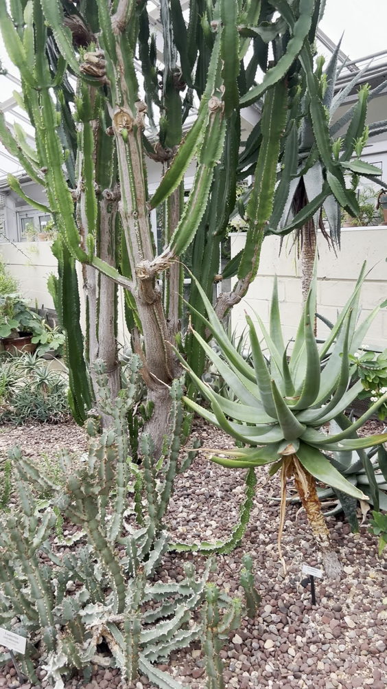 Howard Peters Rawlings Conservatory