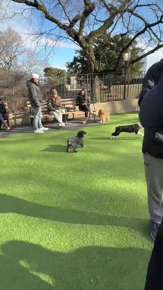 Carl Schurz Dog Run