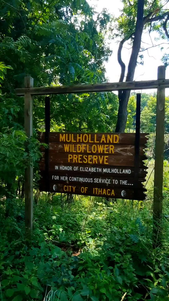 Mulholland Wildflower Preserve