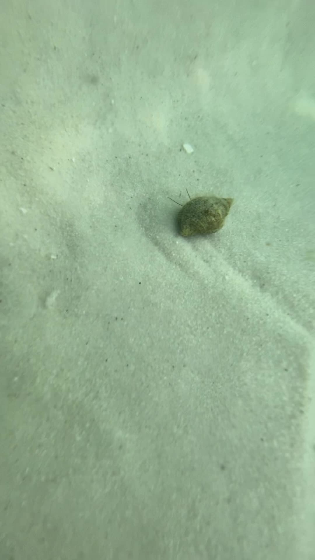 Video review of Boathouse Oyster Bar
