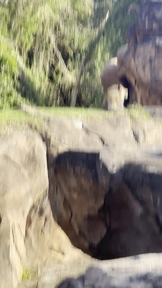 Kilimanjaro Safaris