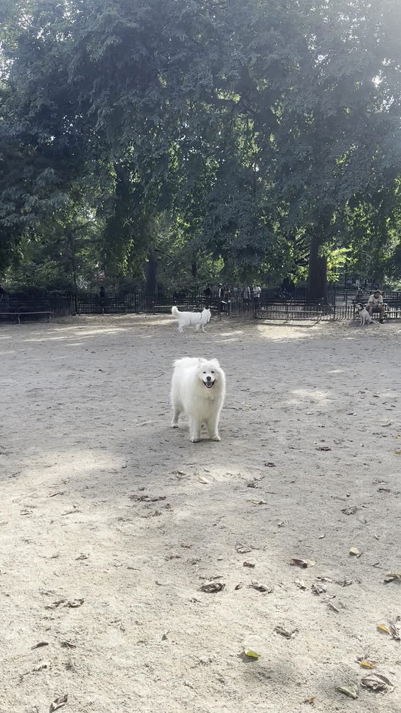 Tompkins Square Park Dog Run