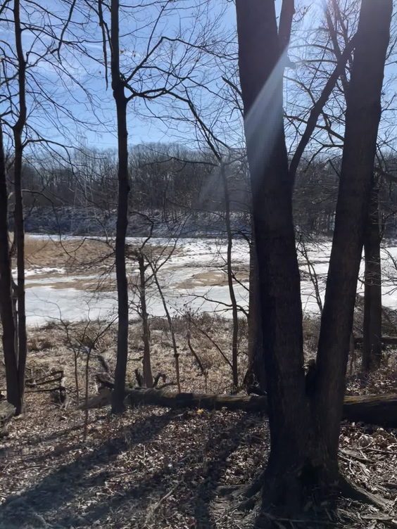 Schubert's Woods