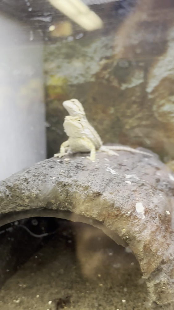 Pet Supermarket