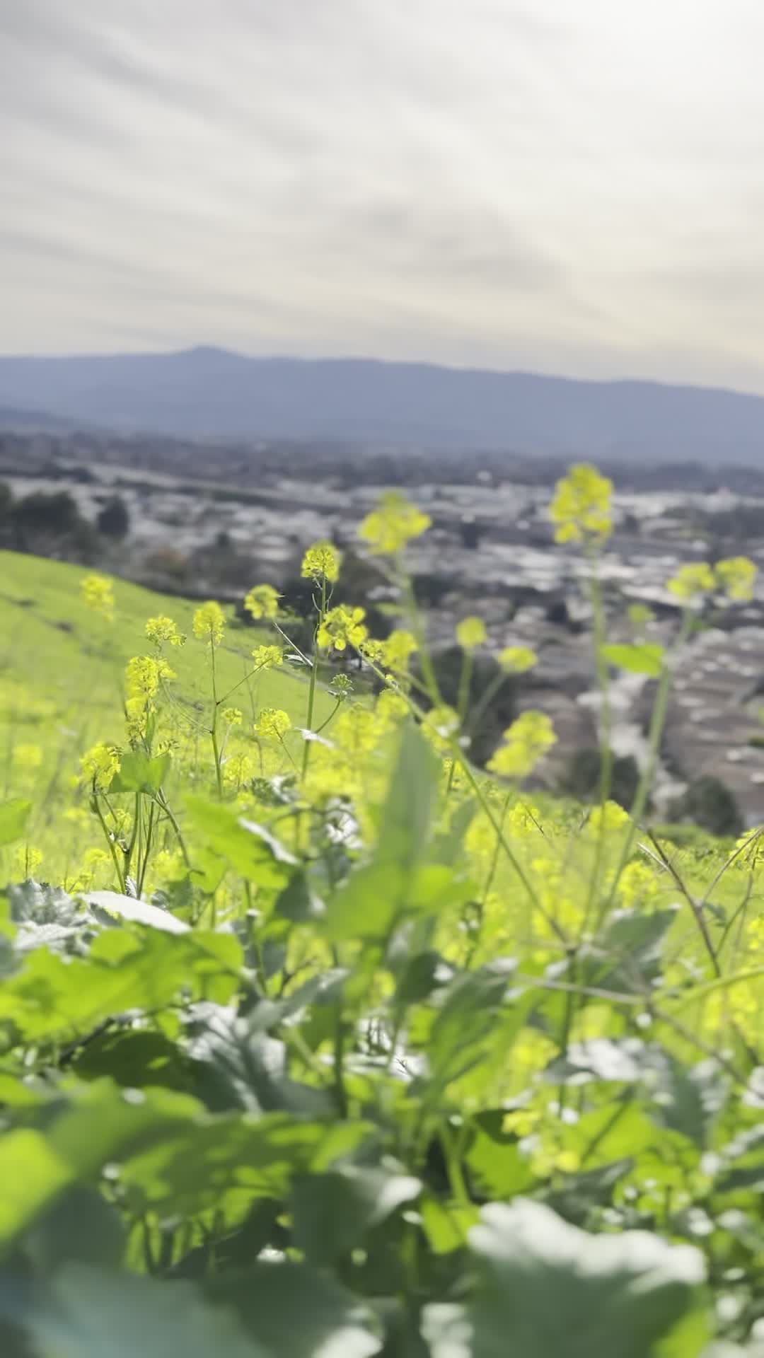 Communications Hill Stairs/Trail